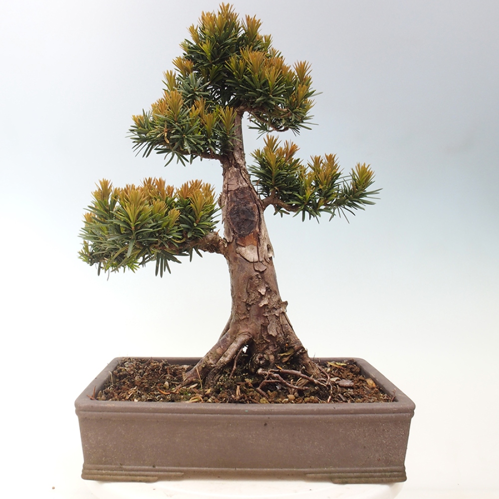 Vonkajší bonsai - Taxus cuspidata - Tis japonský