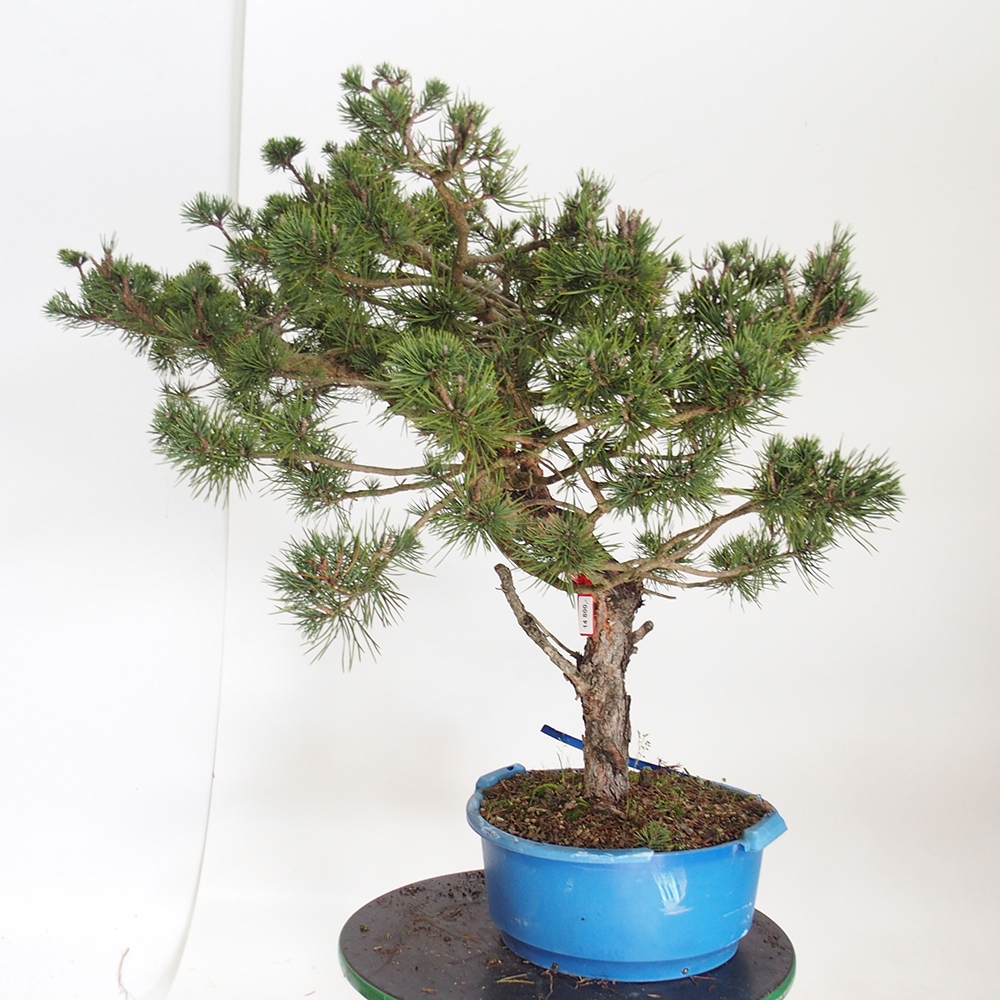 Yamadori - Pinus sylvestris Španielsko