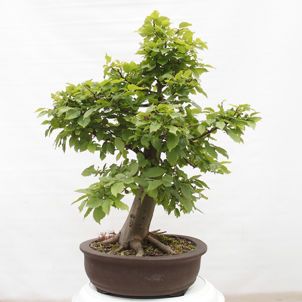 Vonkajší bonsai - Hrab obyčajný - Carpinus betulus