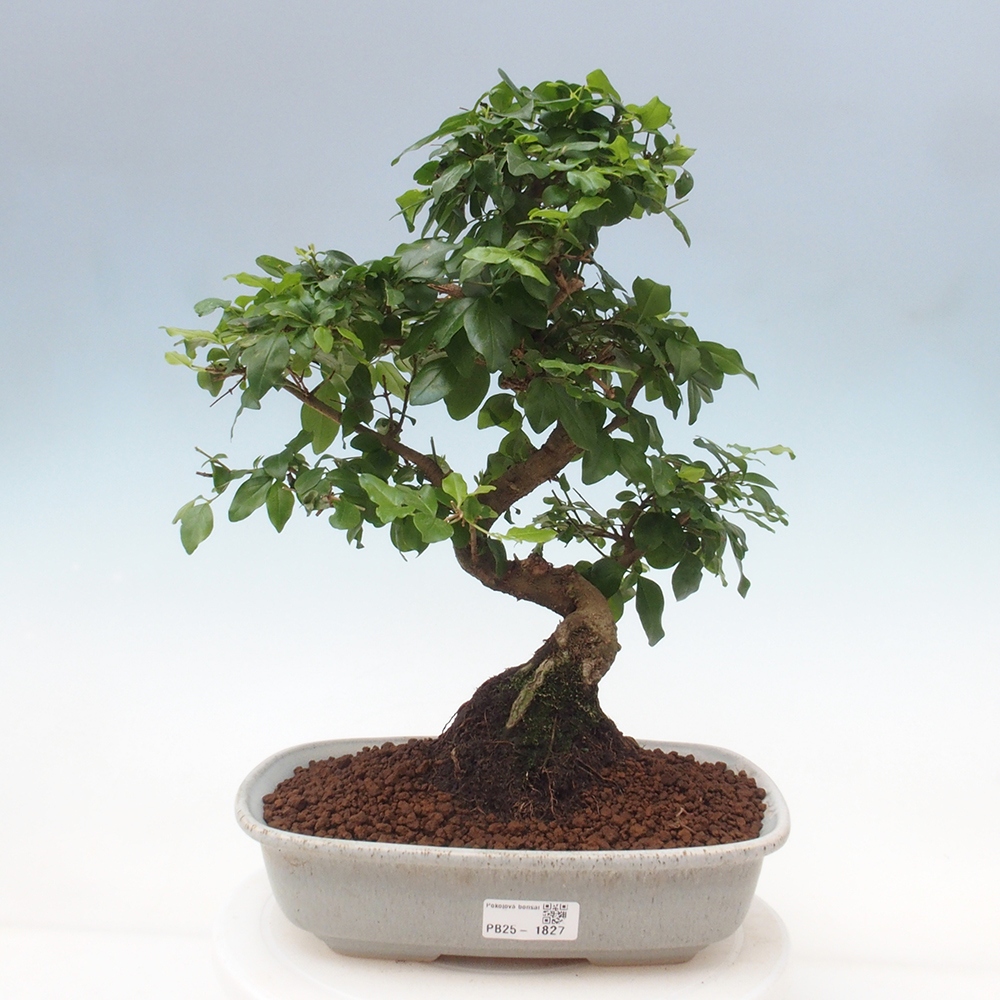 Izbová bonsai -Ligustrum chinensis - Vtáčí zob
