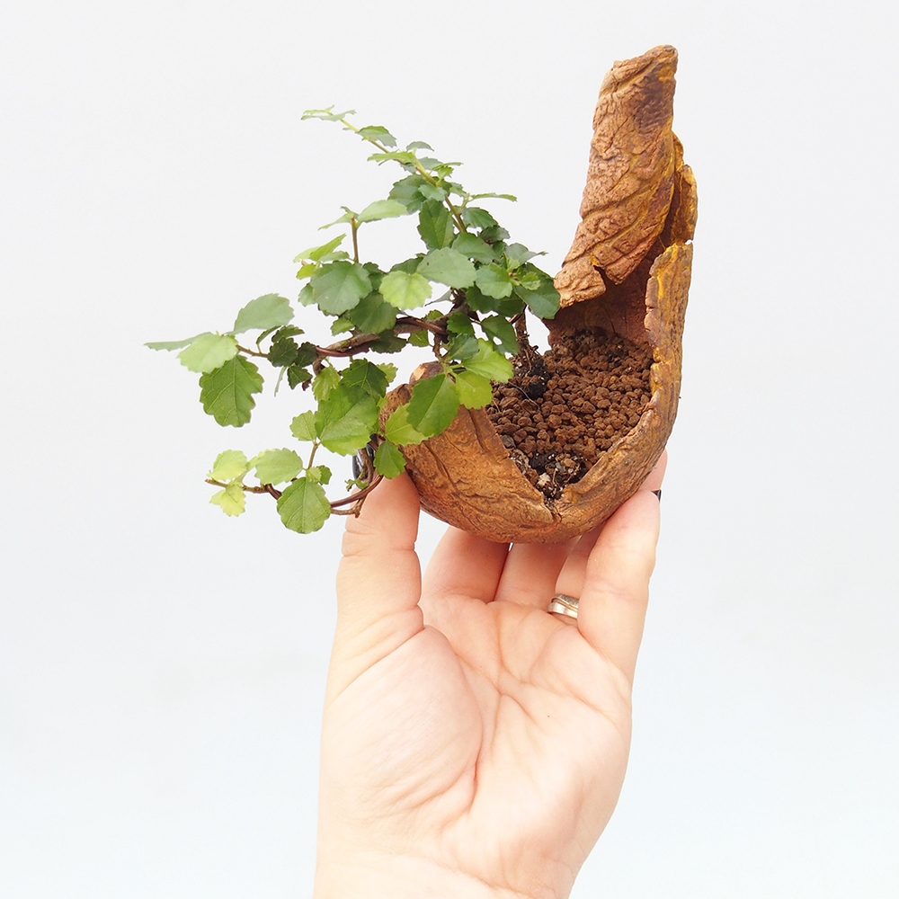 Izbový bonsaj - Grewia sp. - Grewia malafolia