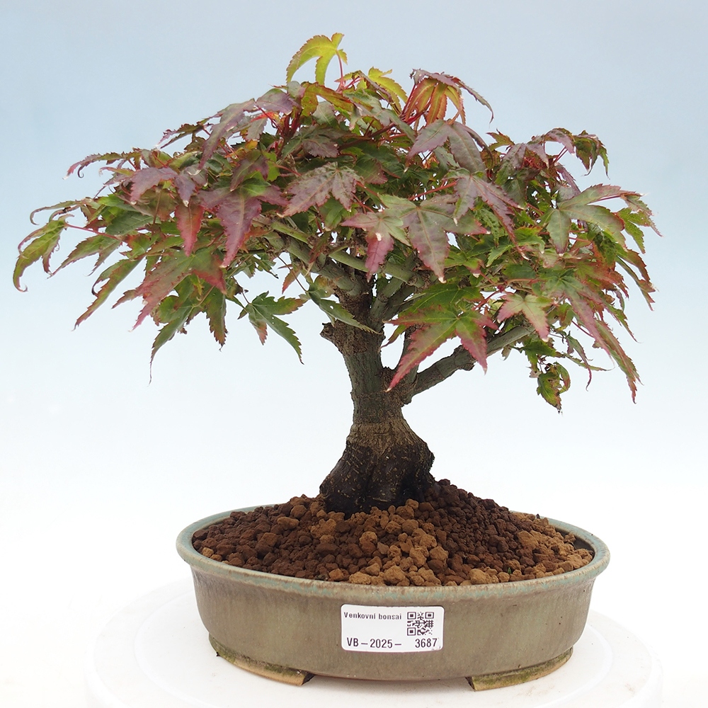 Acer palmatum KIOHIME - Javor palmetový