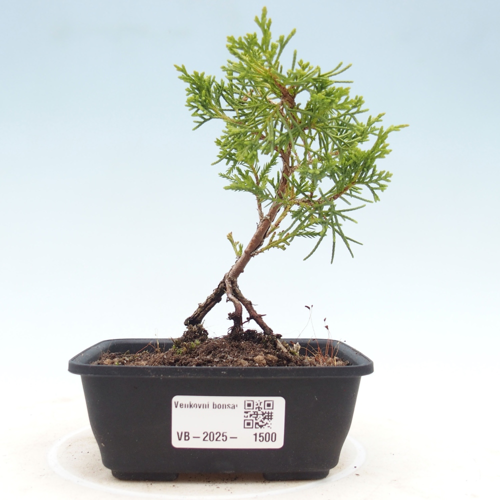Vonkajší bonsai - Juniperus chinensis Itoigawa -Jalovec čínsky