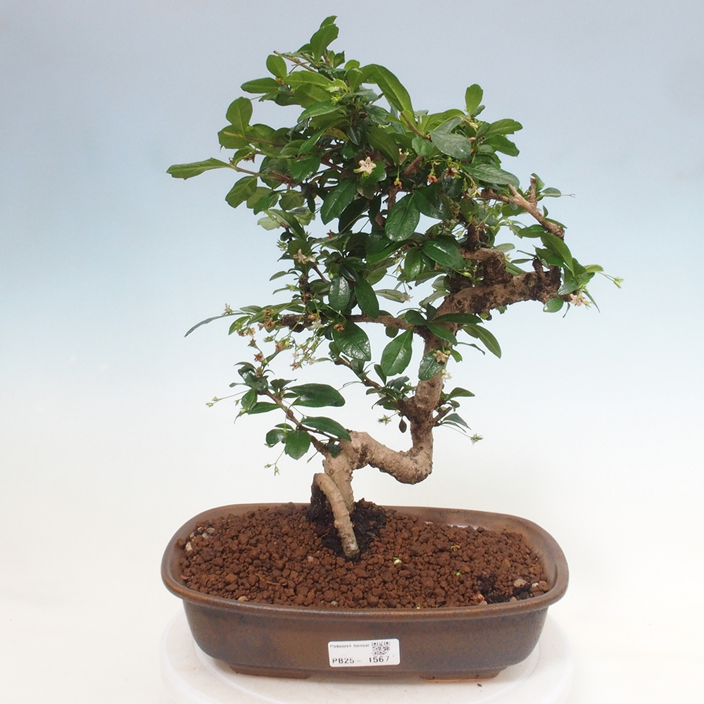Izbová bonsai - Carmona macrophylla - Čaj fuki
