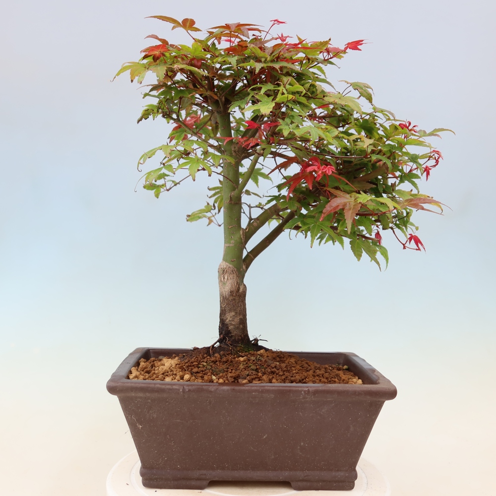 Javor poľný - Acer palmatum Beni Tsukasa