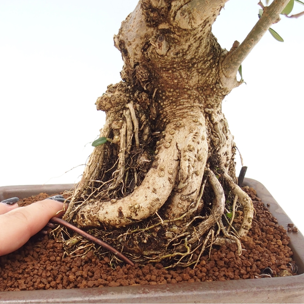 Izbová bonsai - Olea europaea sylvestris -Oliva evropská drobnolistá