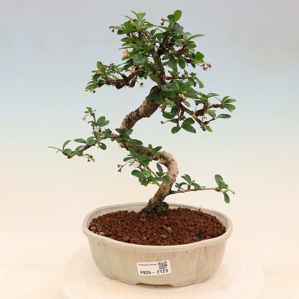 Izbové bonsaje - Carmona macrophylla - Tea fuki