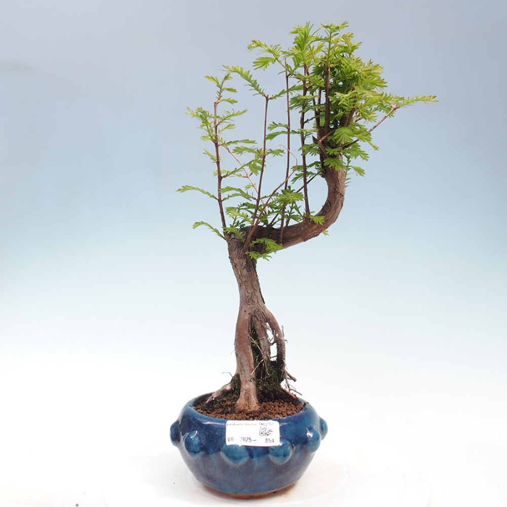 Vonkajšie bonsai - Metasequoia glyptostroboides - Metasekvoja Čínska