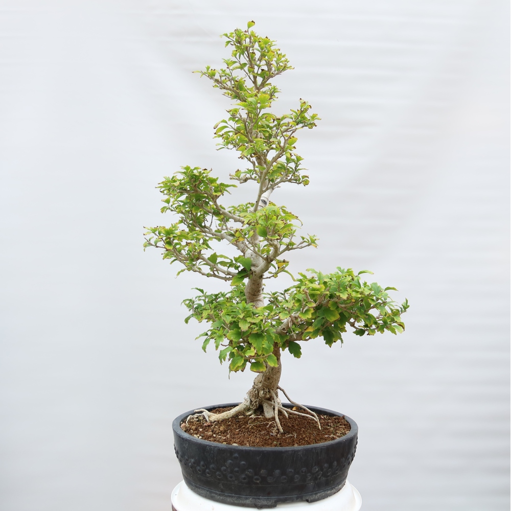 Vonkajšie bonsaje – Hibiscus syriacus – ibištek sýrsky
