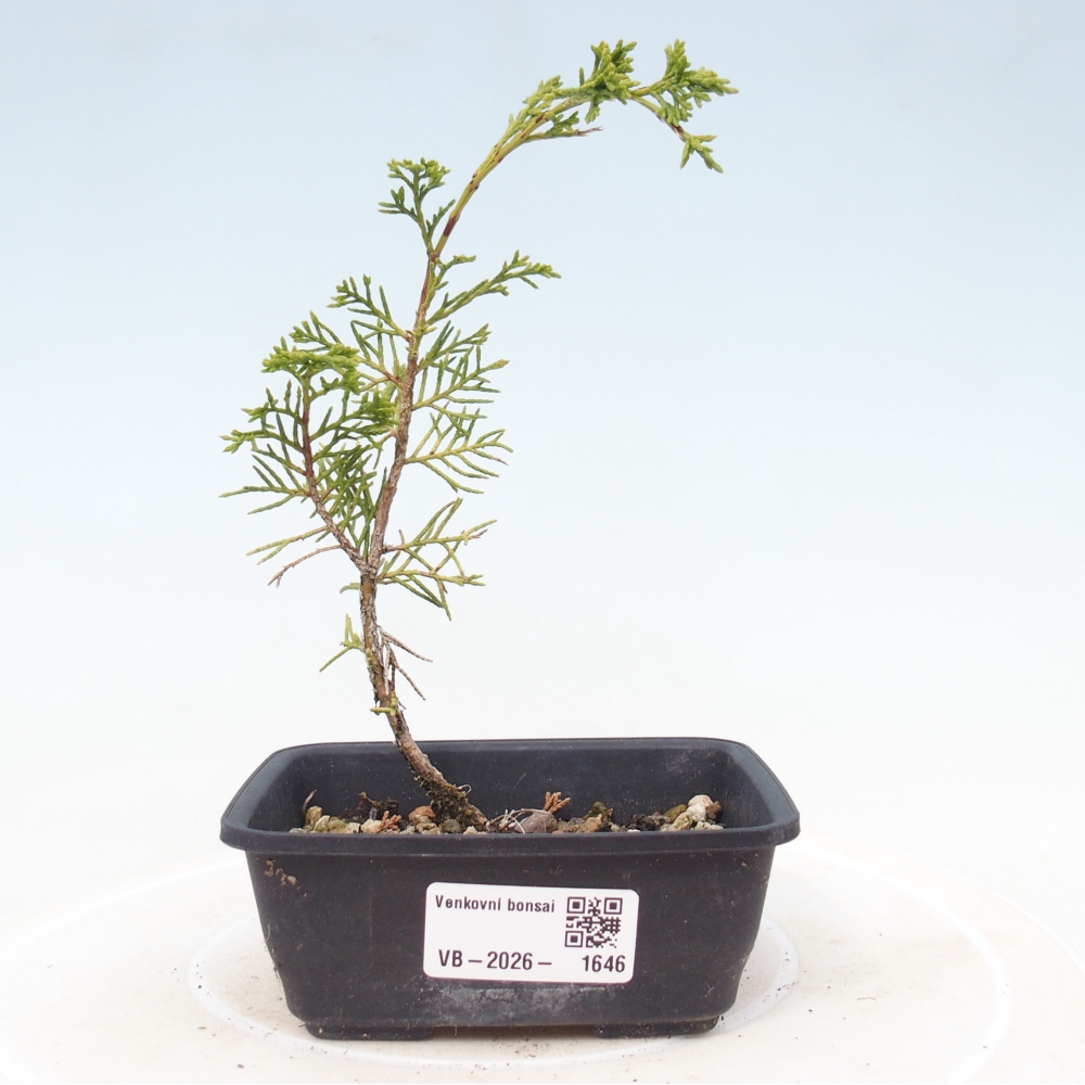 Vonkajší bonsaj - Juniperus chinensis Itoigawa