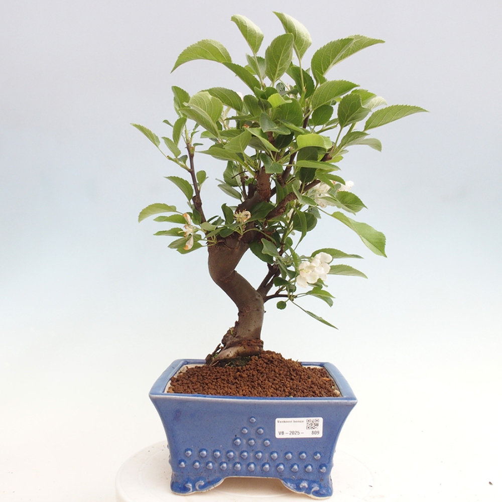 Vonkajší bonsai -Malus halliana - Maloplodá jabloň