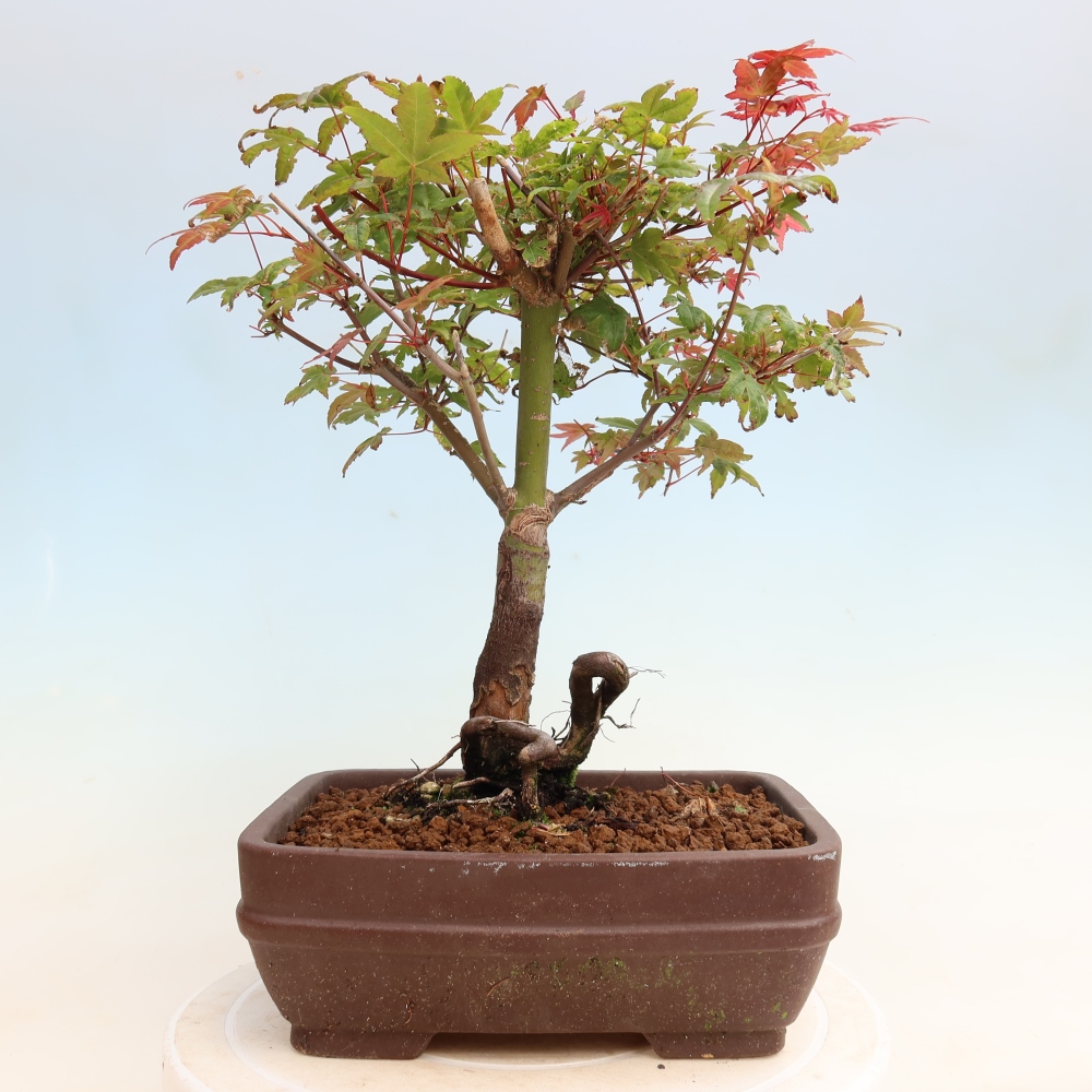 Vonkajší bonsaj - Acer palmatum DESHOJO