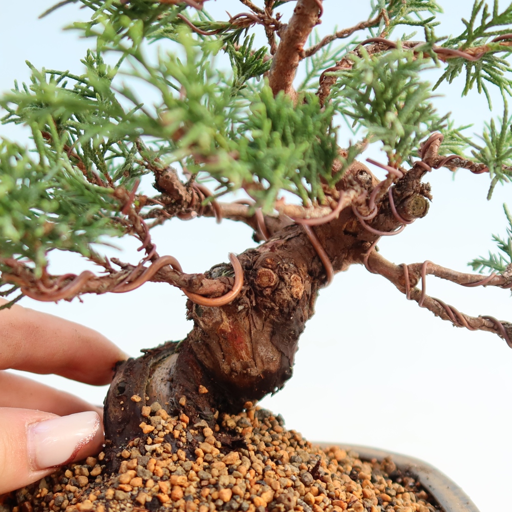 Vonkajší bonsai - Juniperus chinensis Itoigawa -Jalovec čínsky