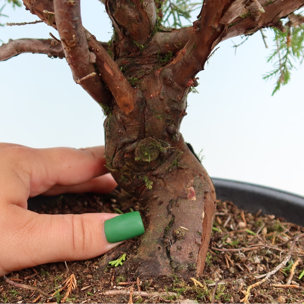 Vonkajší bonsai – Juniperus chinensis Itoigawa – čínsky jalovec