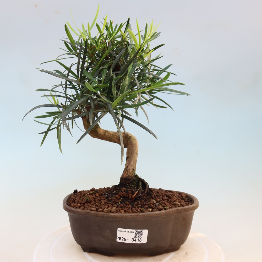 Izbové bonsaje - Podocarpus - Kamenný tis