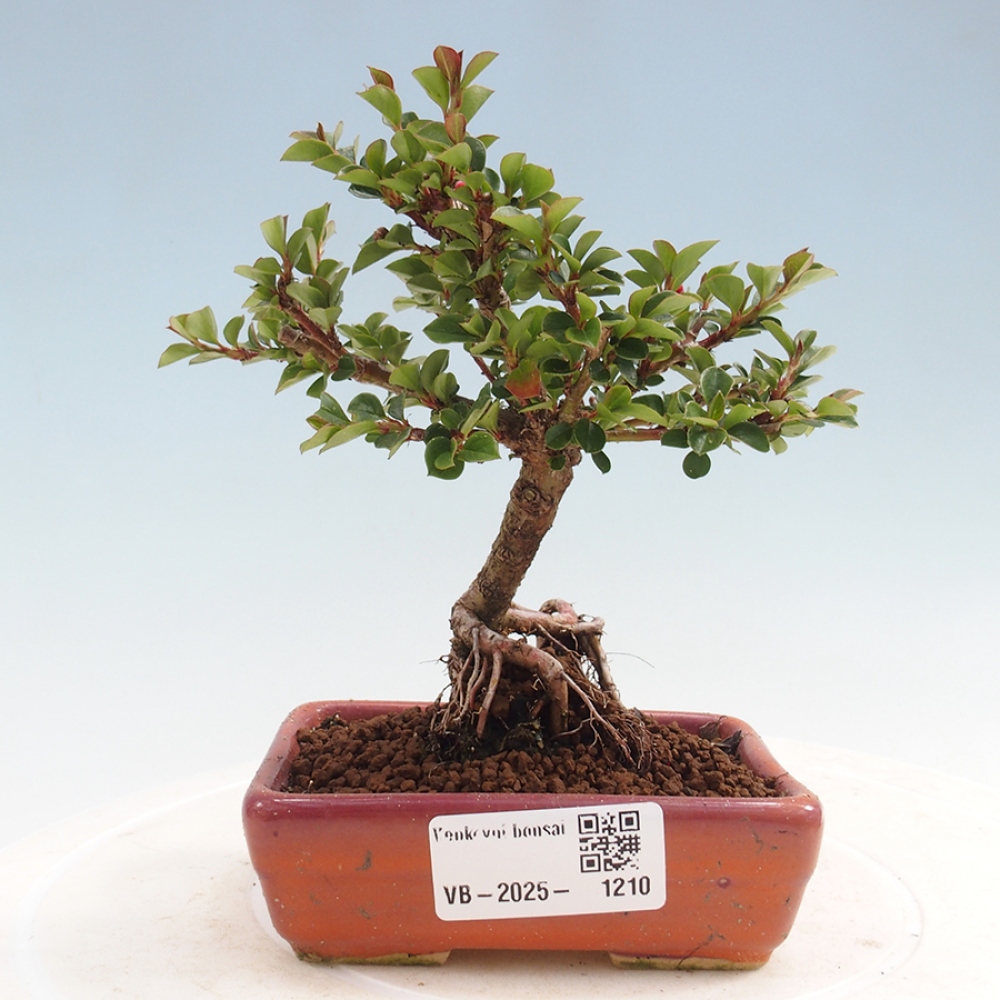 Vonkajší bonsai - Cotoneaster horizontalis - Skalník