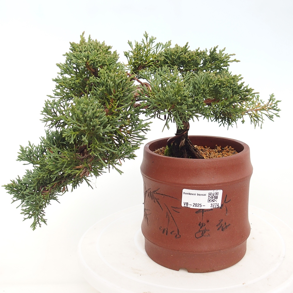 Vonkajší bonsaj - Juniperus chinensis Kishu