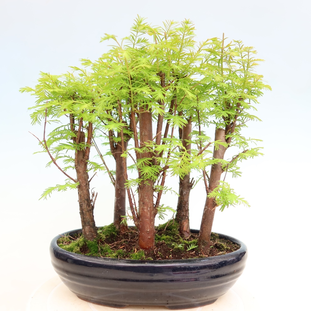 Vonkajší bonsai – Metasequoia glyptostroboides – čínska metasekvoja – hájik