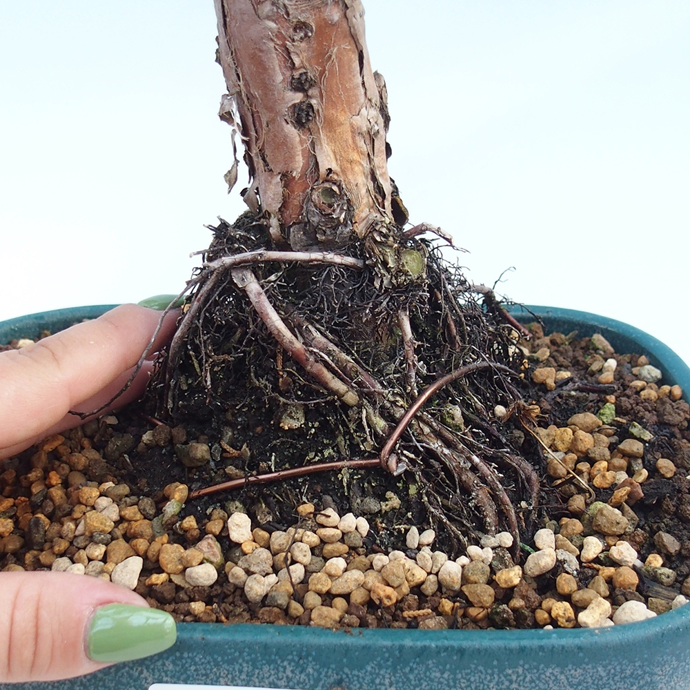 Vonkajšie bonsai - Juniperus chinensis Kishu -Jalovec čínsky