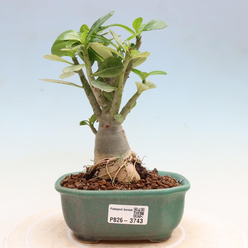 Izba bonsai – Adenium obesum Red Star – Púštna ruža