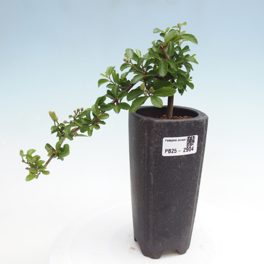 Izbová bonsai - Grewia occidentalis - Hviezdica levanduľová