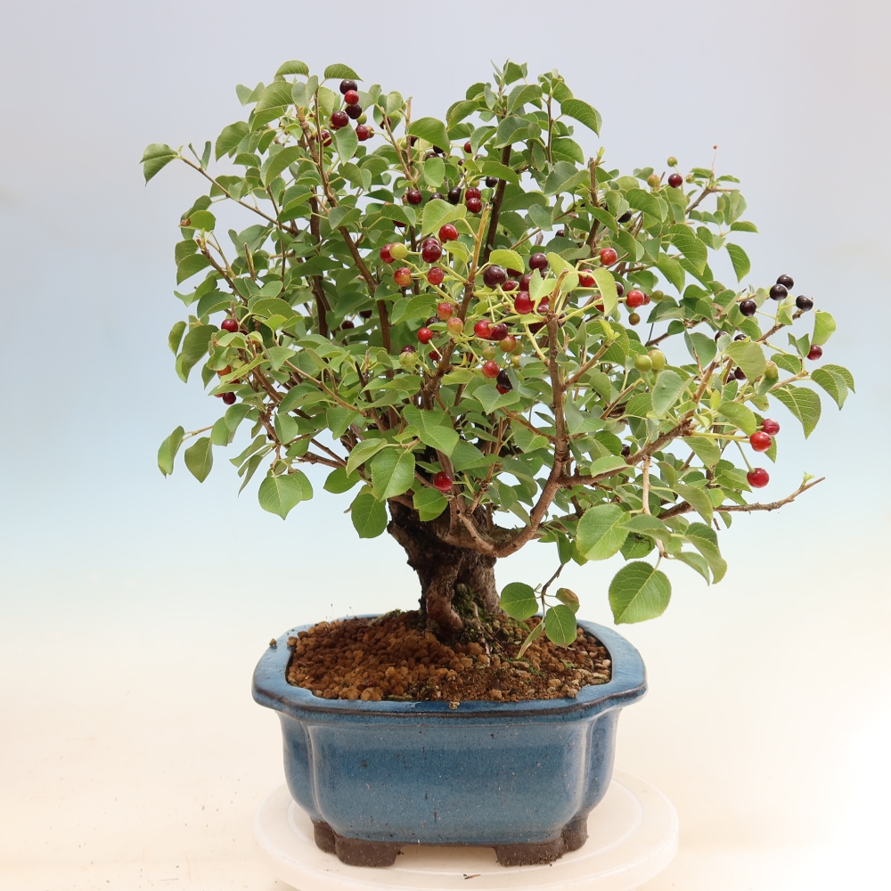 Vonkajší bonsai – Mahalebka – Prunus mahaleb