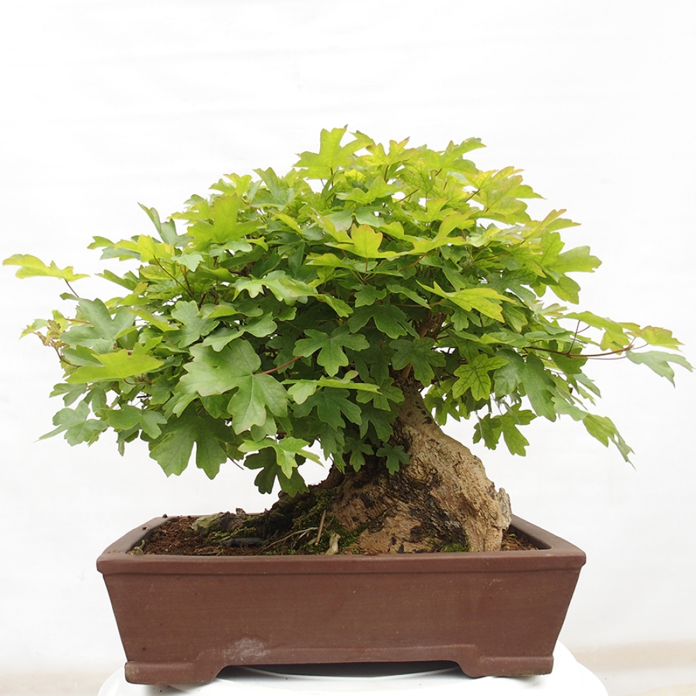 Vonkajší bonsai -Javor babyka - Acer campestre