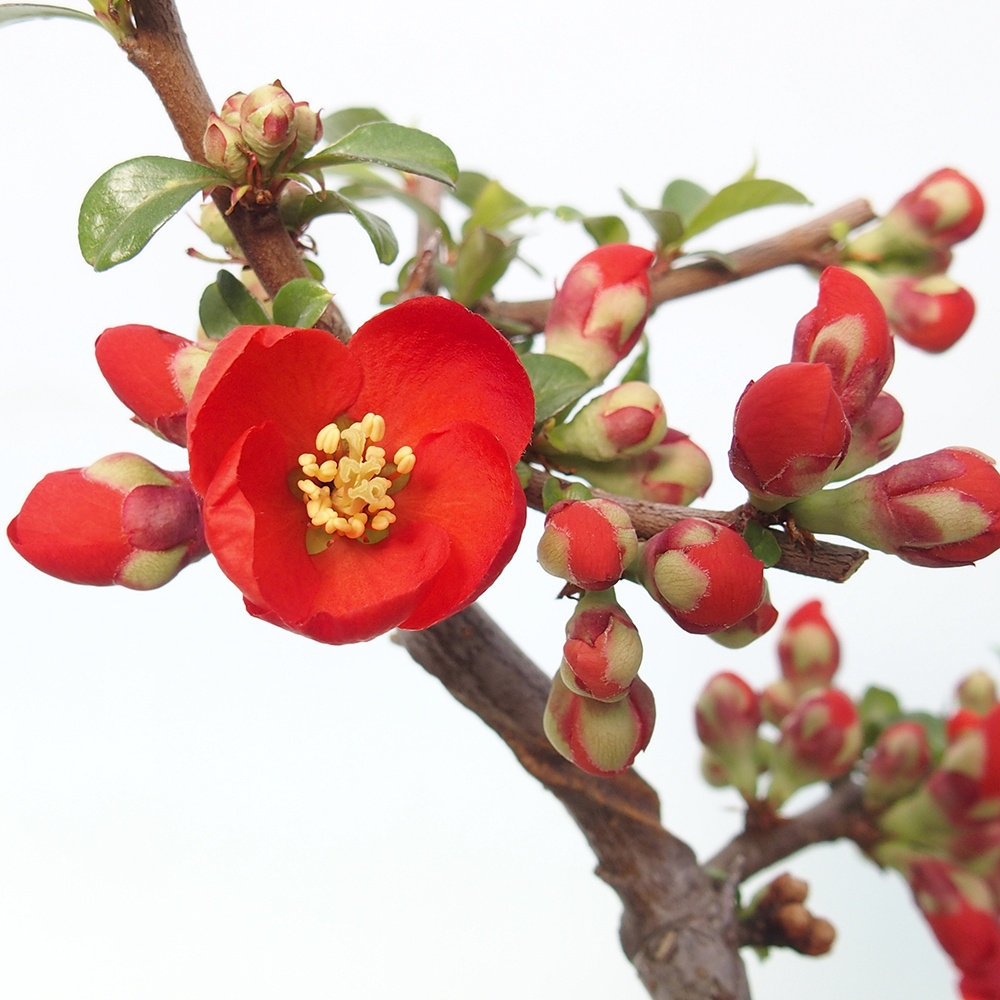 Vonkajšie bonsaje - Chaneomeles sup. Nicoline - Kdoule