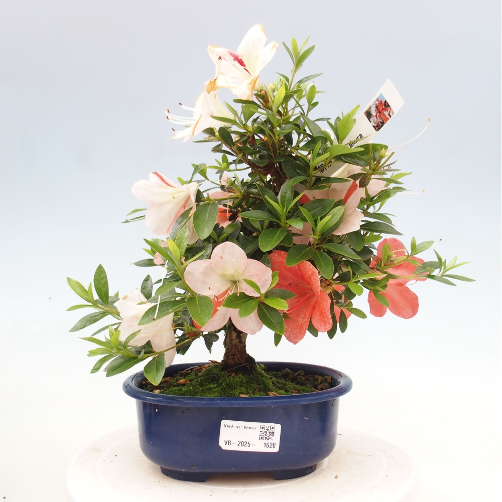 Vonkajší bonsai - Japonská azalka -  Azalea Asazakura