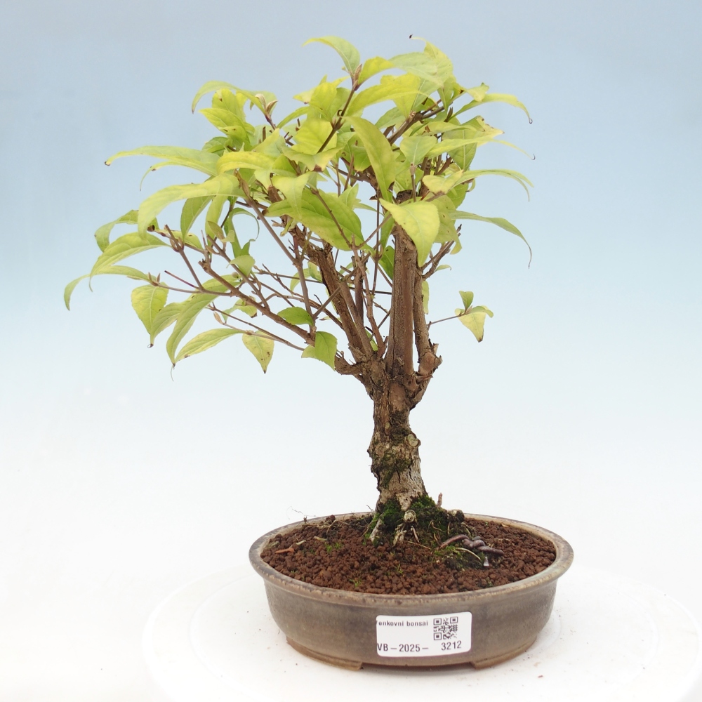 Vonkajšia bonsai - krásnoplodka - Callicarpa jap. Leucocarpa