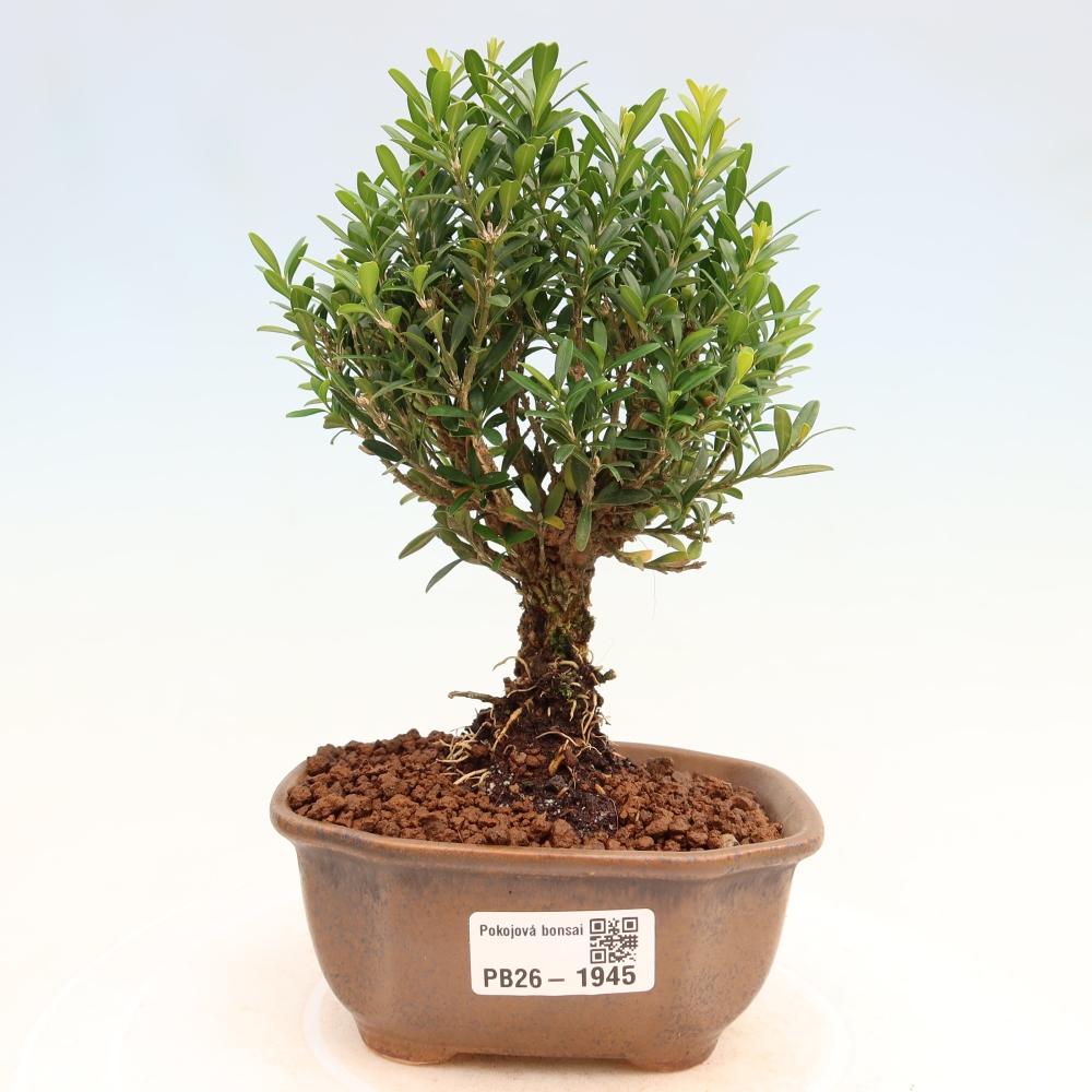 Izbové bonsaje - Buxus harlandii - korkový buxus