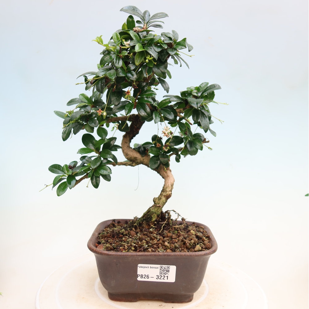 Izbové bonsaje - Carmona macrophylla - Tea fuki