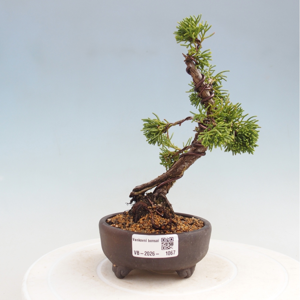 Vonkajší bonsaj - Juniperus chinensis Kishu