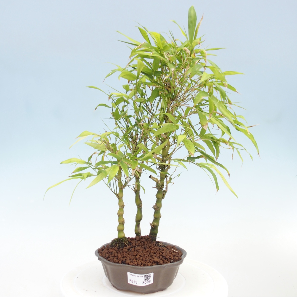 Izbová bonsai - Bambus budha-Bambus budhovo brucho