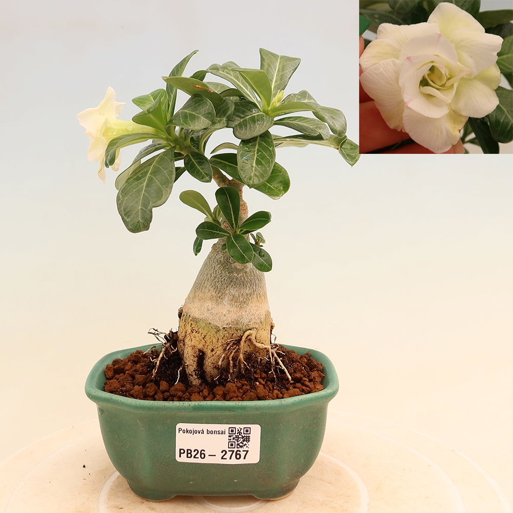 Izba bonsai – Adenium obesum, štepené V.F.S.407 – Púštna ruža