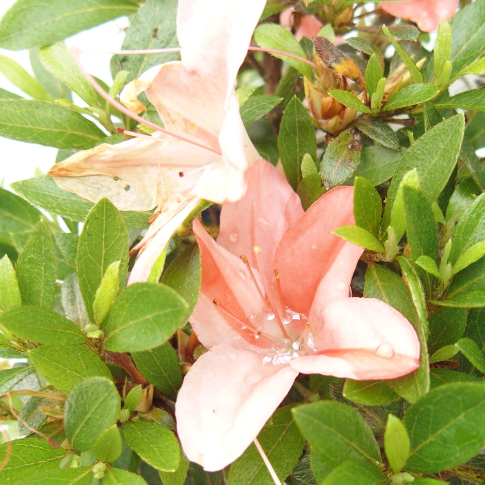 Vonkajší bonsai - Japonská azalka -  Azalea Nikko