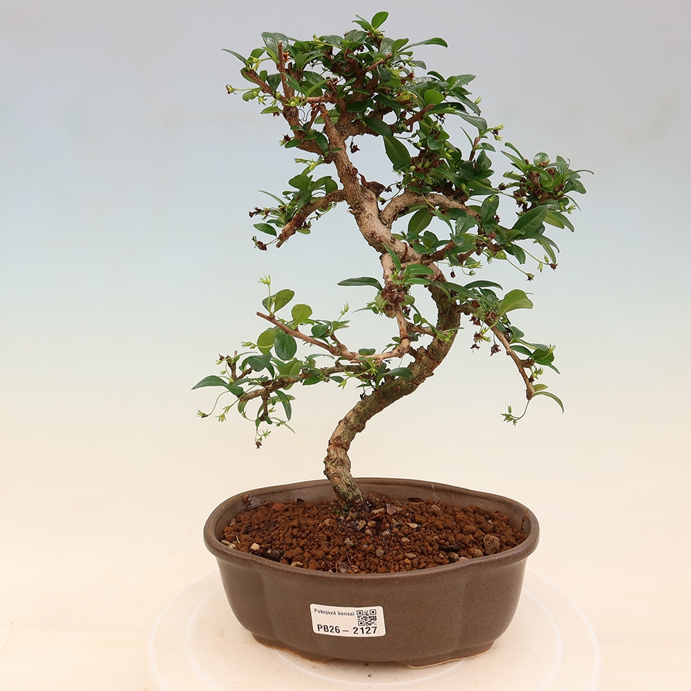 Izbové bonsaje - Carmona macrophylla - Tea fuki