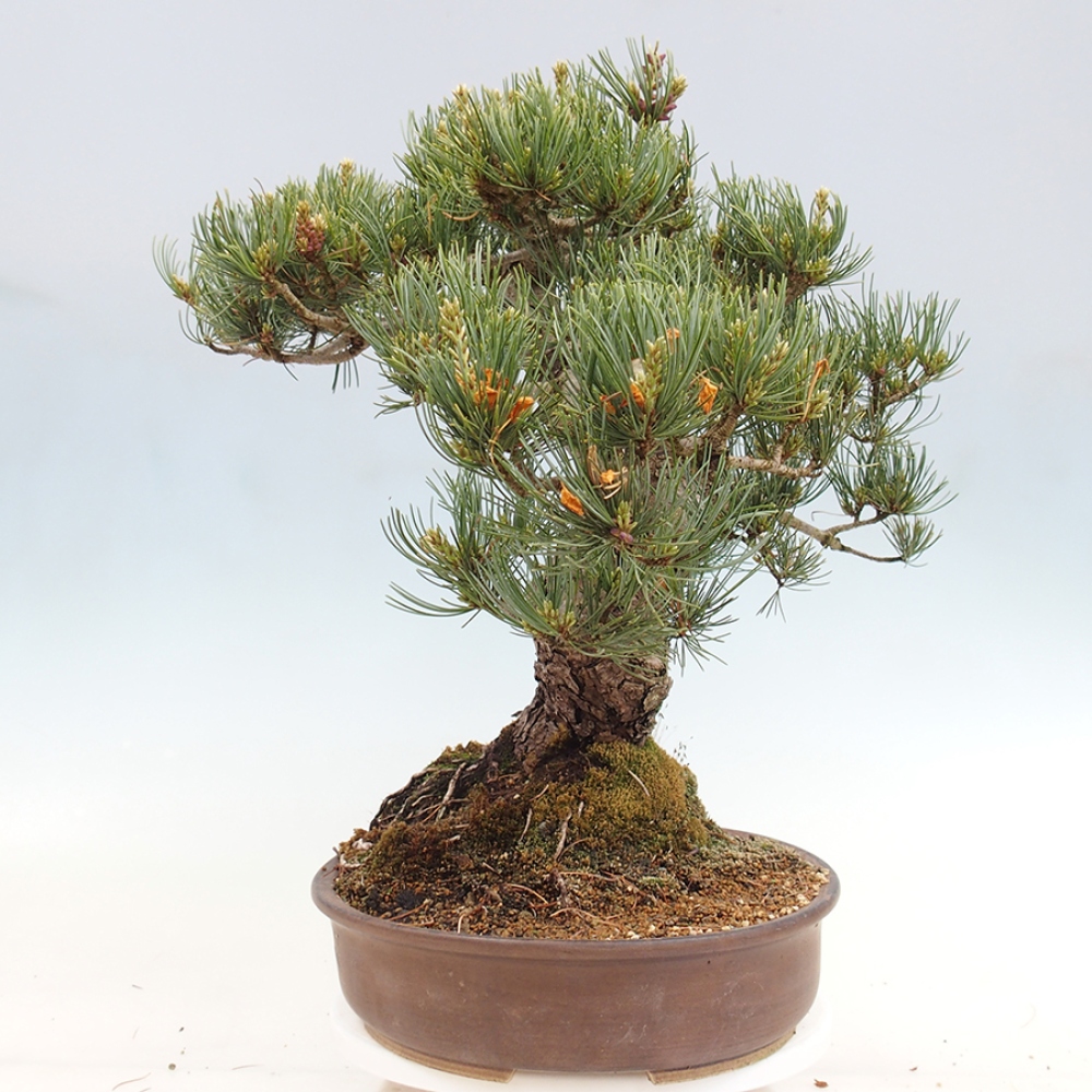 Vonkajšie bonsaje - Pinus parviflora - Pinus parviflora