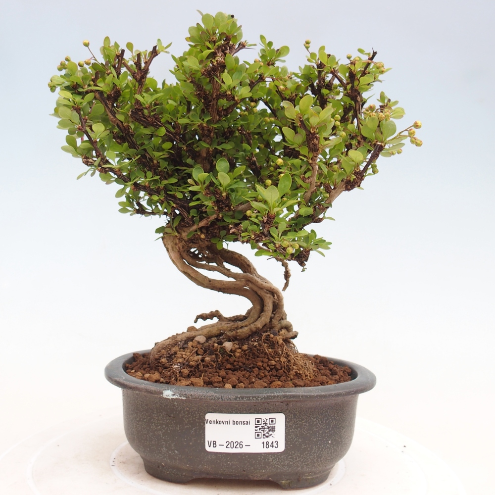 Vonkajšie bonsaje - Berberis coreana