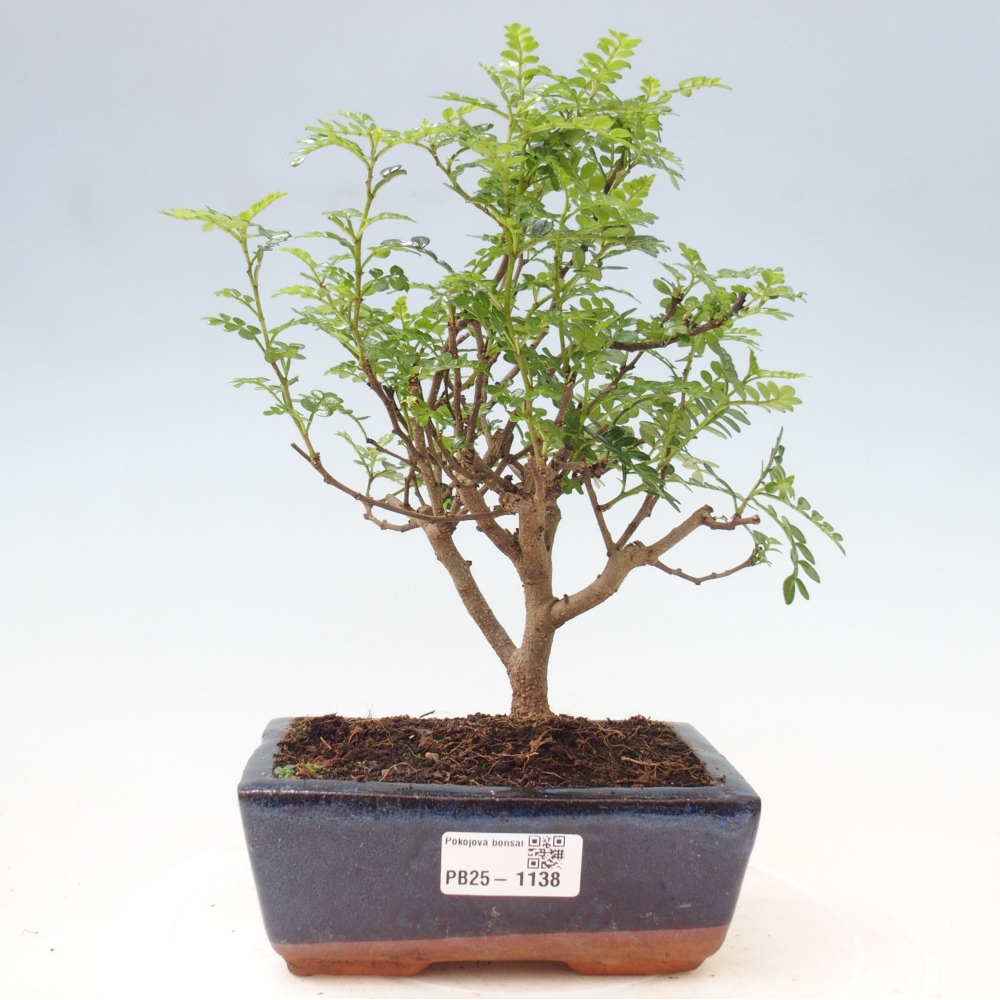 Izbová bonsai - Zantoxylum piperitum - piepor