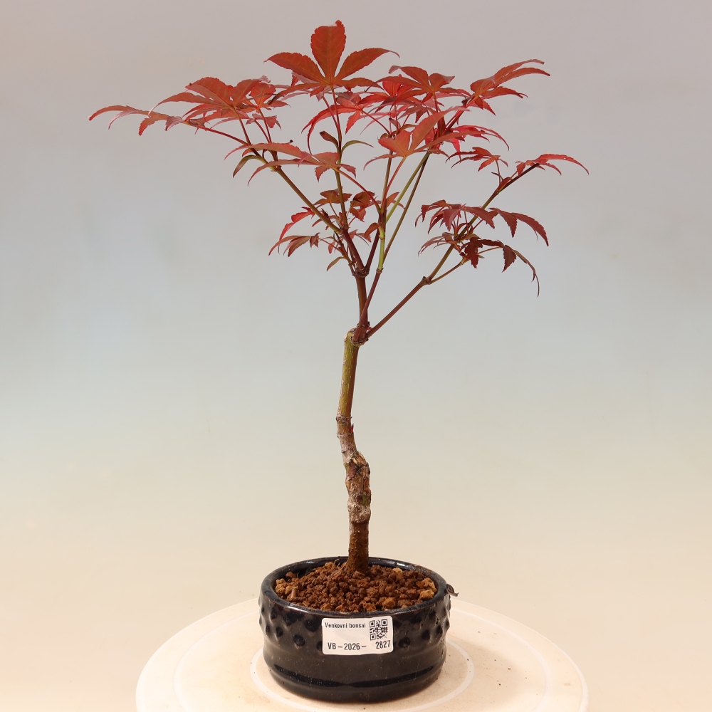 Vonkajšia bonsaj - palma Acer. Atropurpureum-Javor palmový