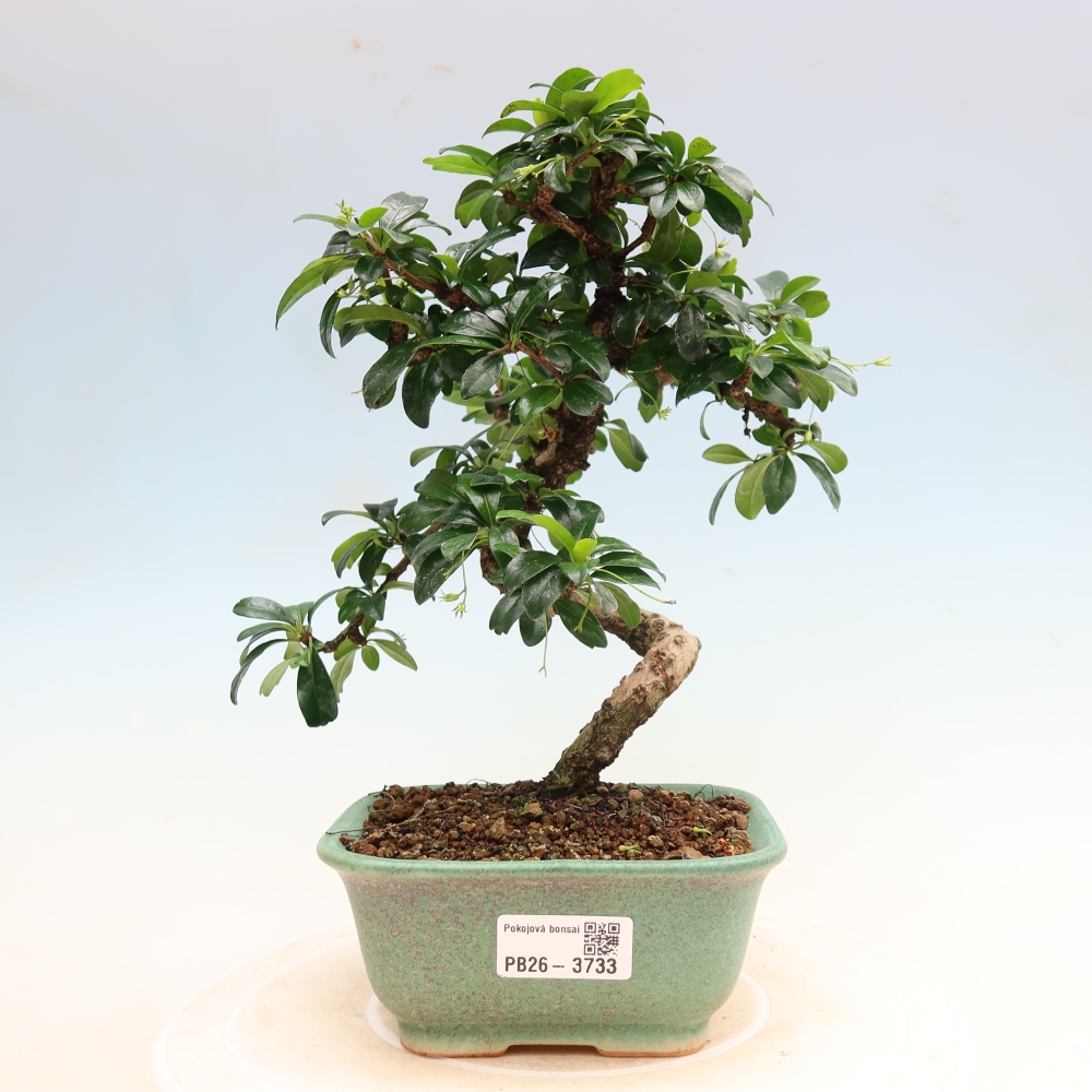 Izbové bonsaje - Carmona macrophylla - Tea fuki