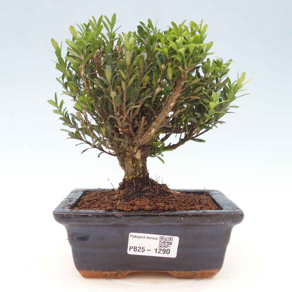 Izbová bonsai - Buxus harlandii - korkový buxus
