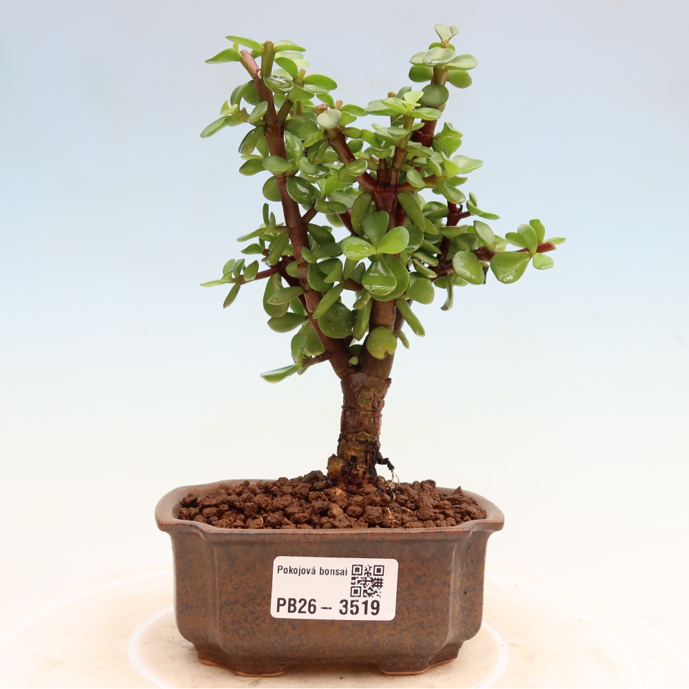 Izbové bonsaje - Portulakaria Afra - Tlustice