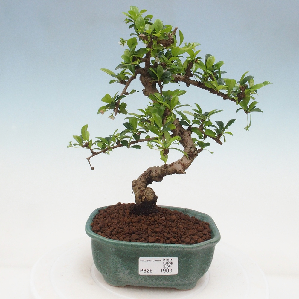 Izbová bonsai - Carmona macrophylla - Čaj fuki