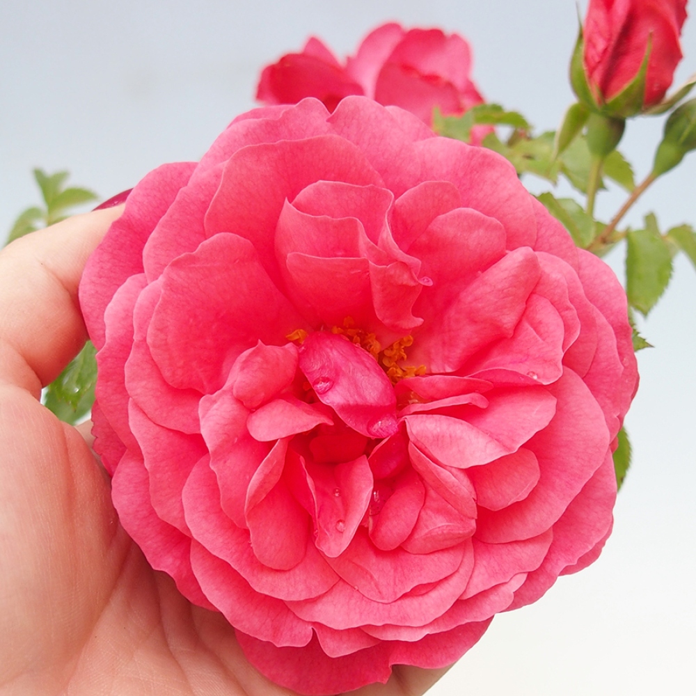 Vonkajší bonsai - Rosa Kordes - ruža