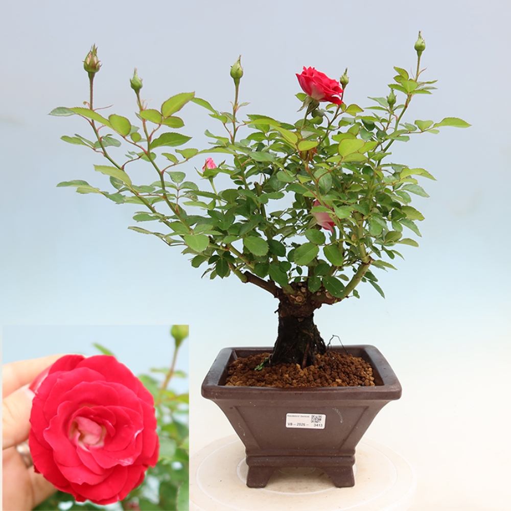 Vonkajšie bonsaje – Rosa Kordes – ruže