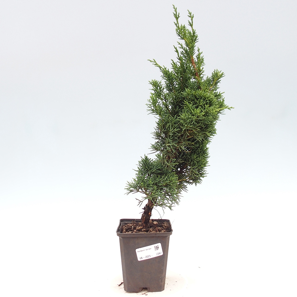 Vonkajšie bonsai - Juniperus chinensis Kishu -Jalovec čínsky