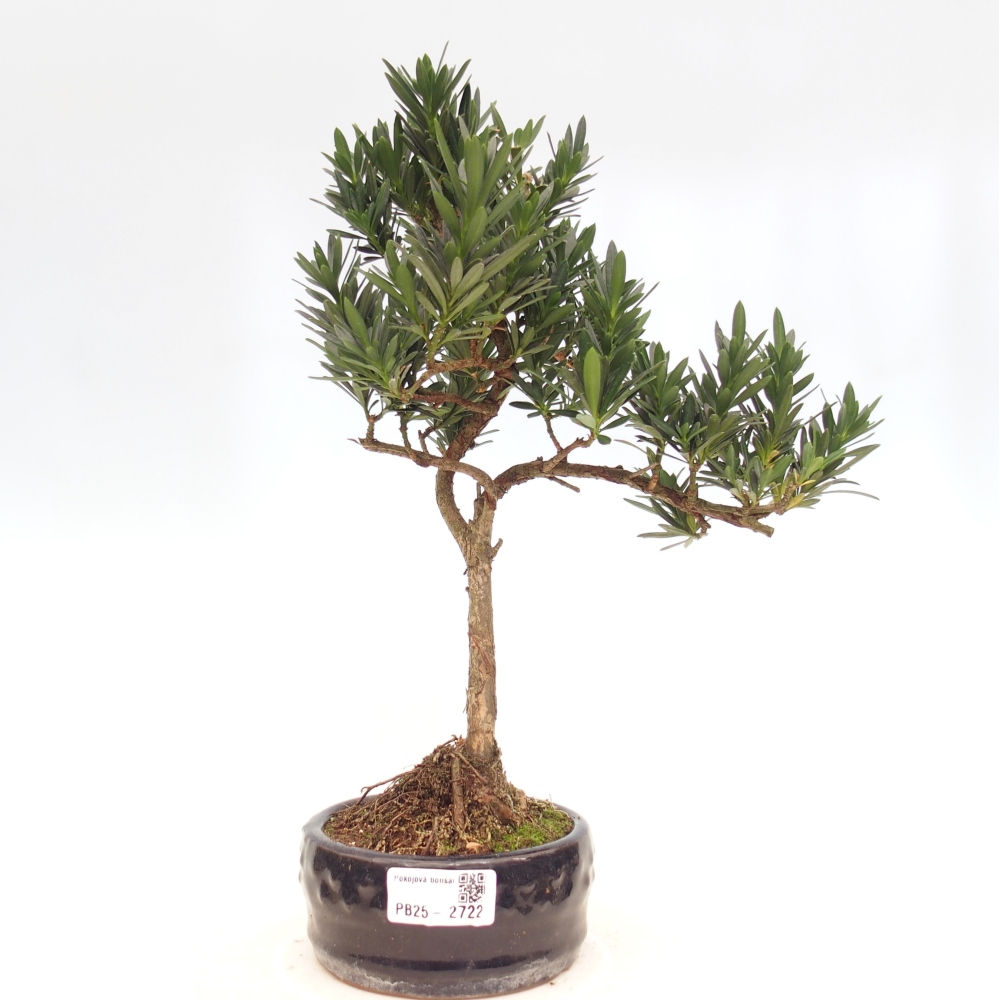 Izbová bonsai - Podocarpus - Kamenný tis