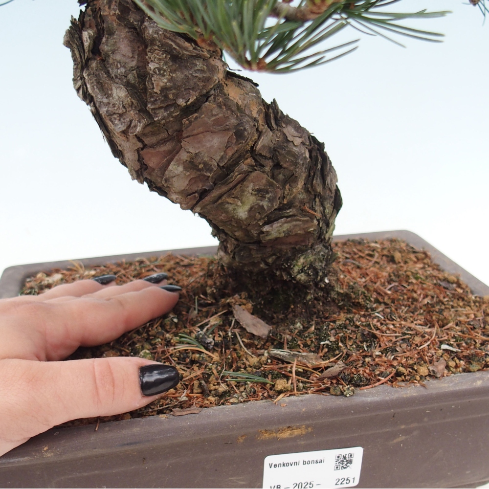 Vonkajšie bonsai - Pinus parviflora - Borovica drobnokvetá